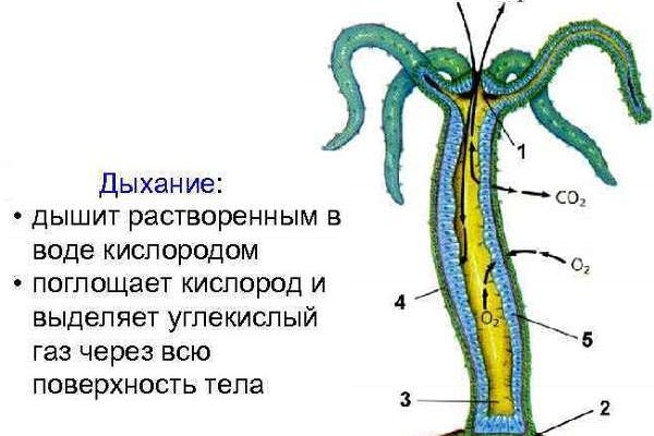 Кракен точка ат